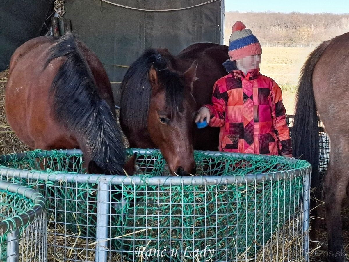 Predám 3/4 qh kobylku - 10