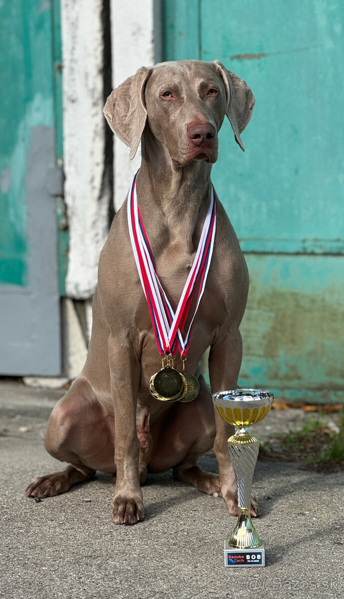 Weimarský krátkosrstý stavač - štěniatka s PP - 10