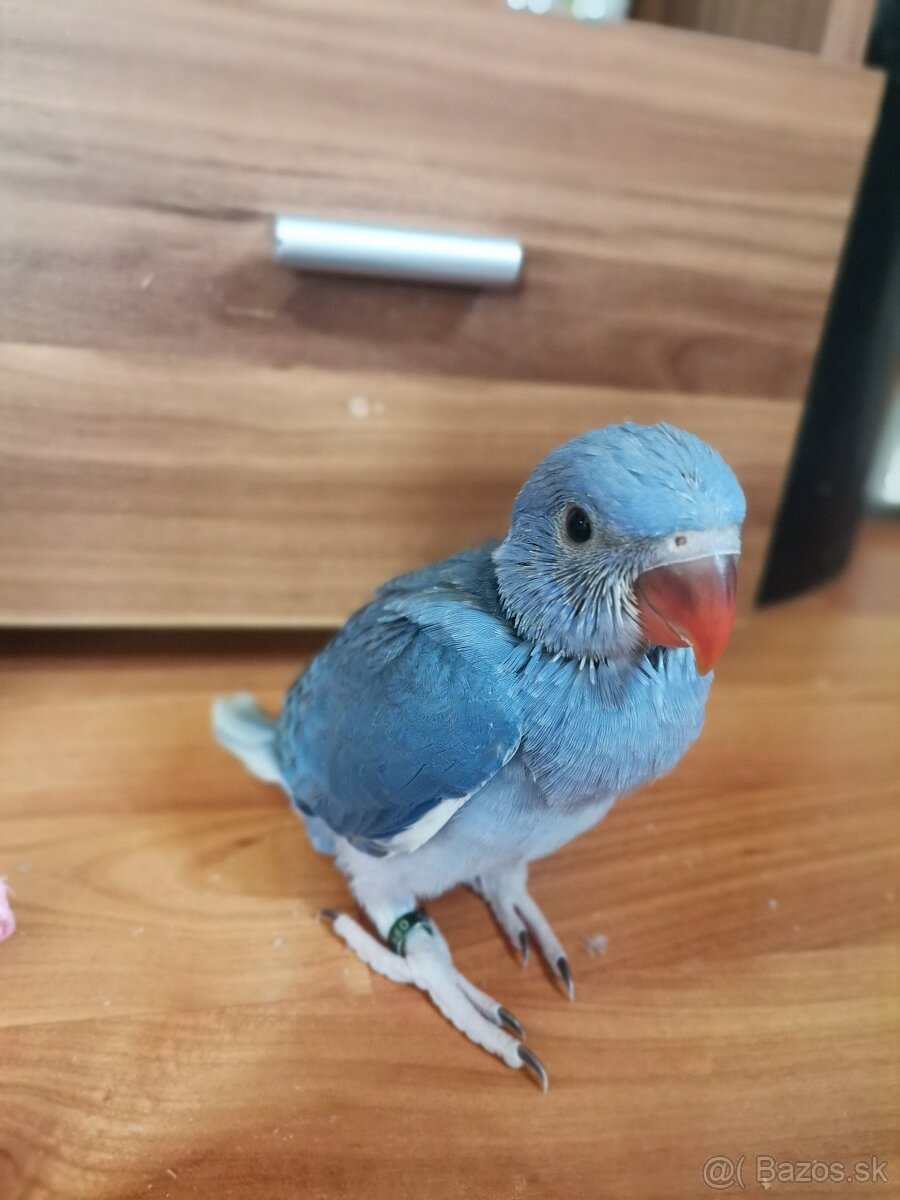 Alexander malý - 10