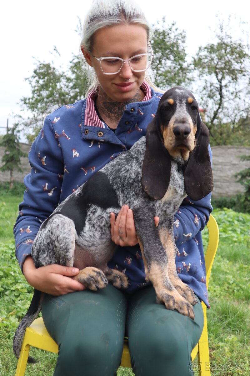 Velký gaskonský pes Grand Bleu de Gascogne s PP FCI - 10