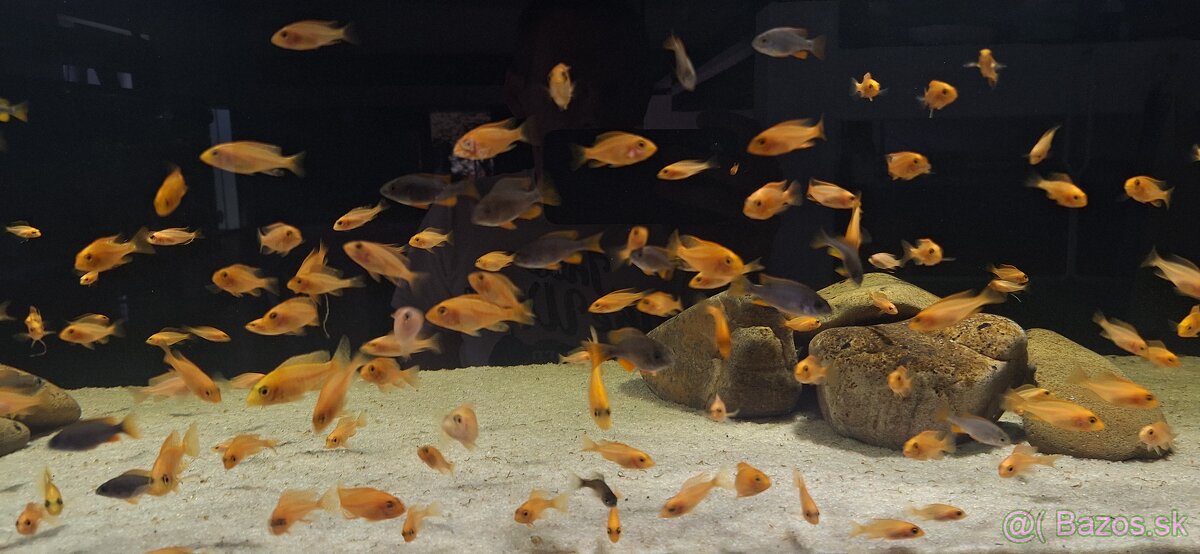 Africke cichlidy malawi - 10