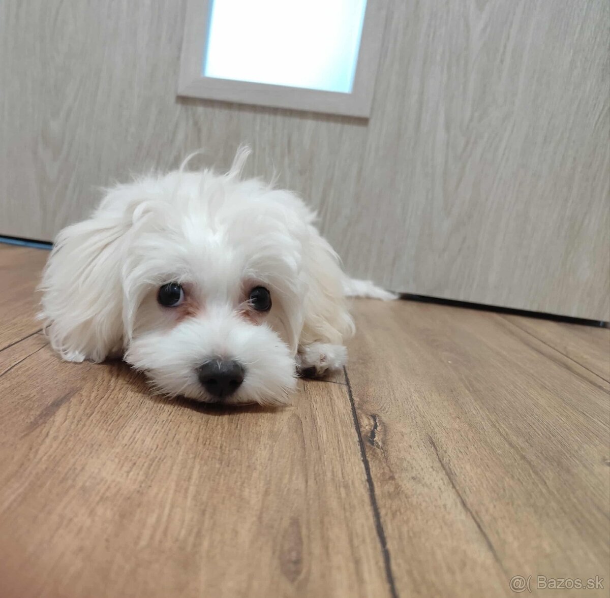 Predám Šteniatko Čistokrvneho Maltezaka - 10