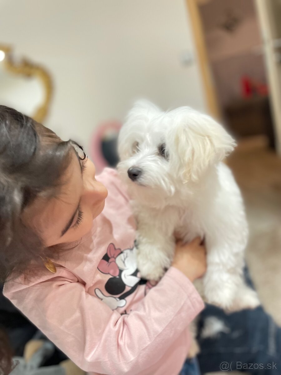 Šteniatka maltipoo - 10