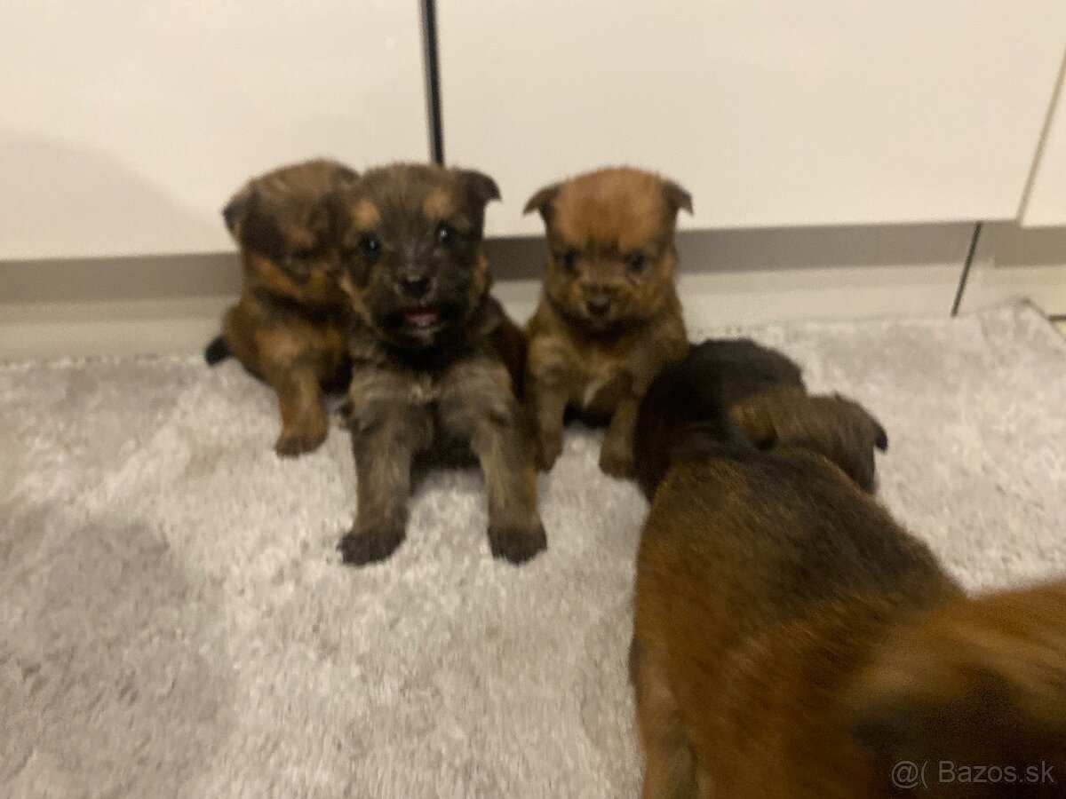 Predám šteniatka Yorkšira - 10