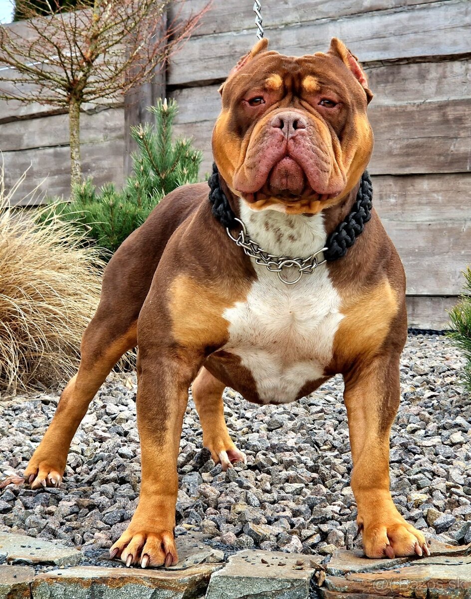 American bully - 10