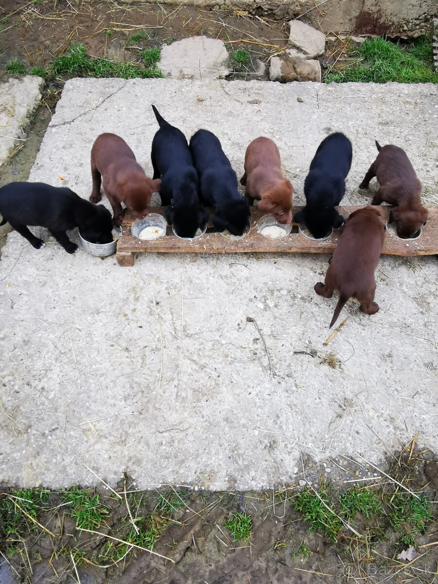 Labrador štaniatka - 10