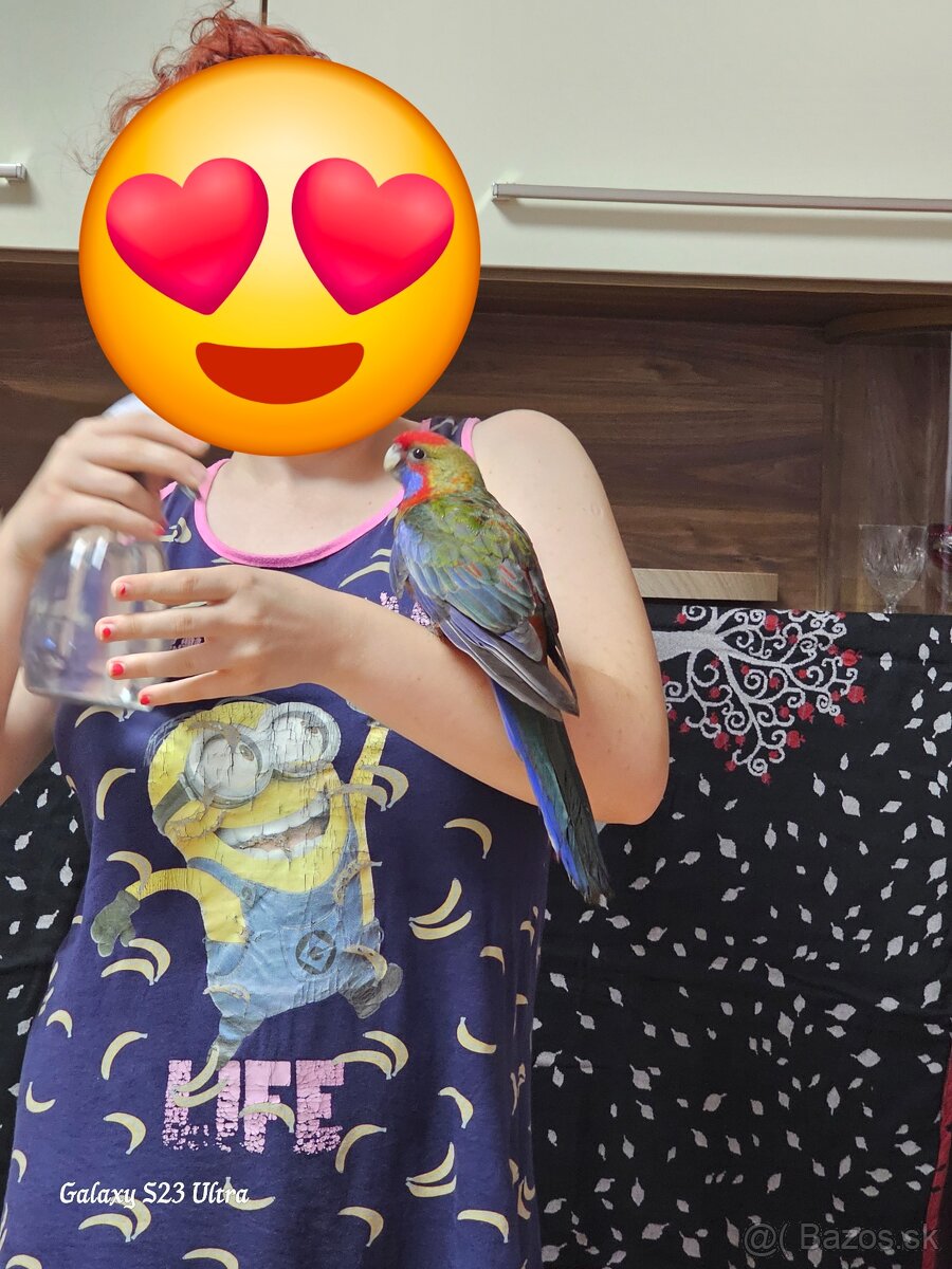 Samec rozela penant - 10