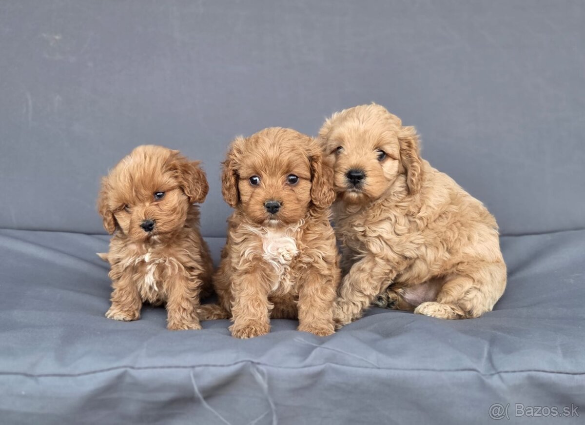 Cavapoo - 10