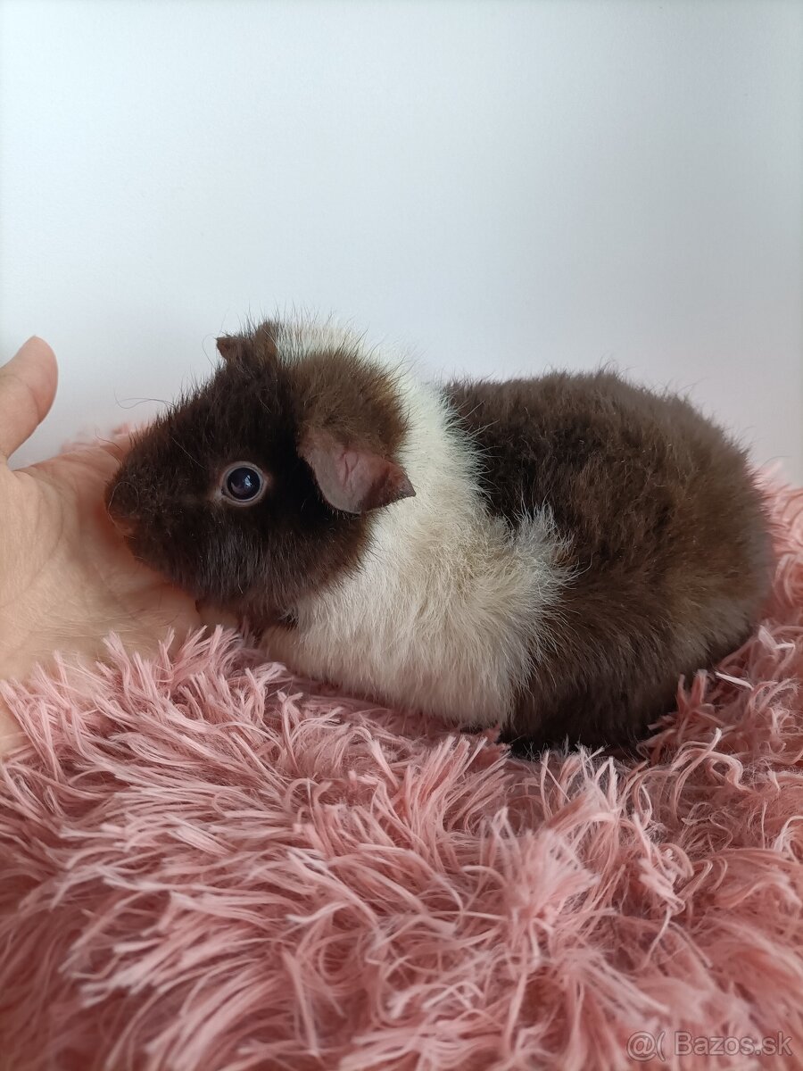 Morčatá Us Teddy - 10