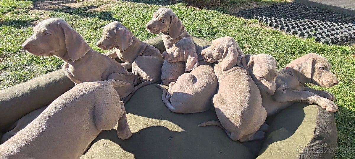 Weimarsky stavač - 10