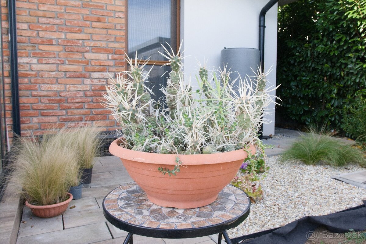 Predám kaktusy - 10