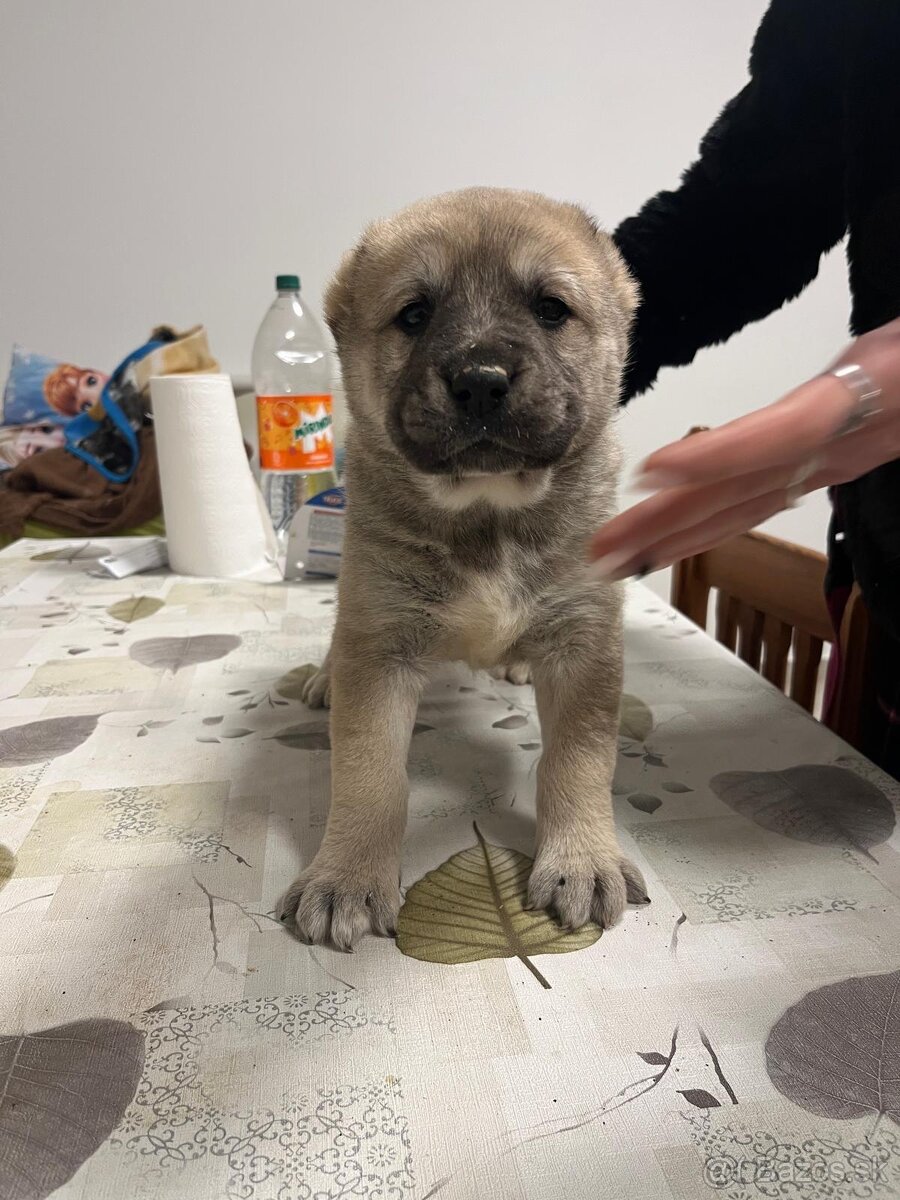 Stredoázijský ovčiak SAO - 10