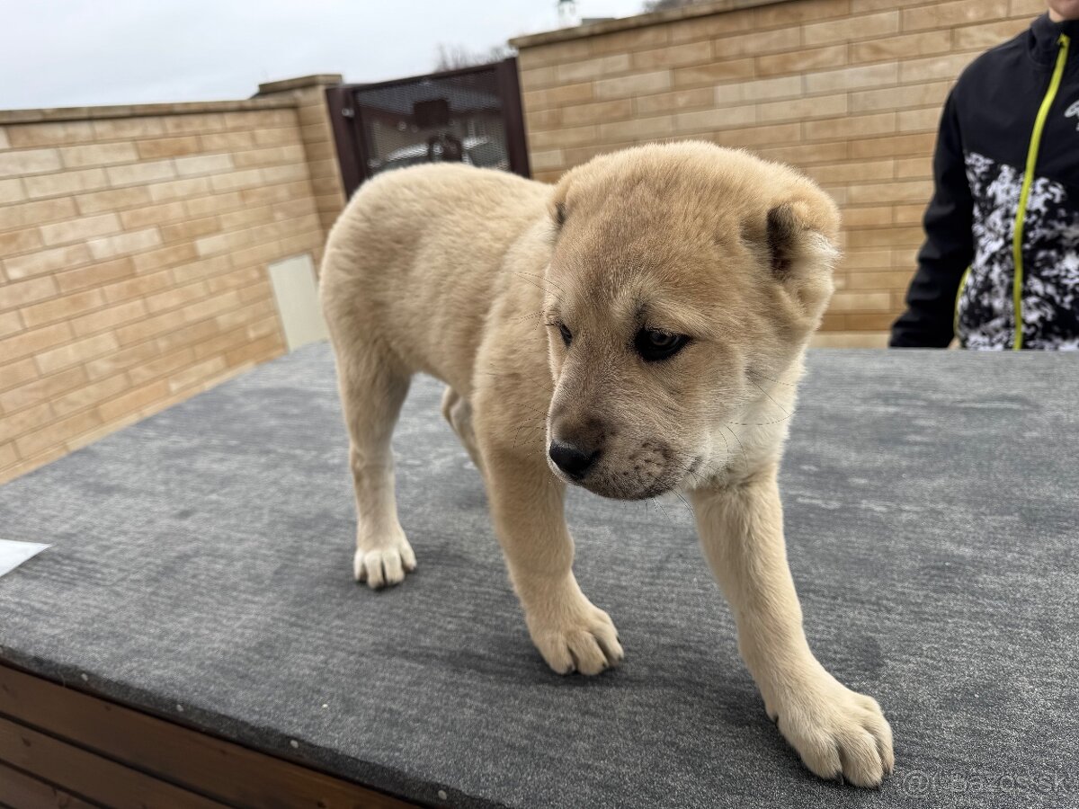 Stredoázijský ovčiak SAO - 10