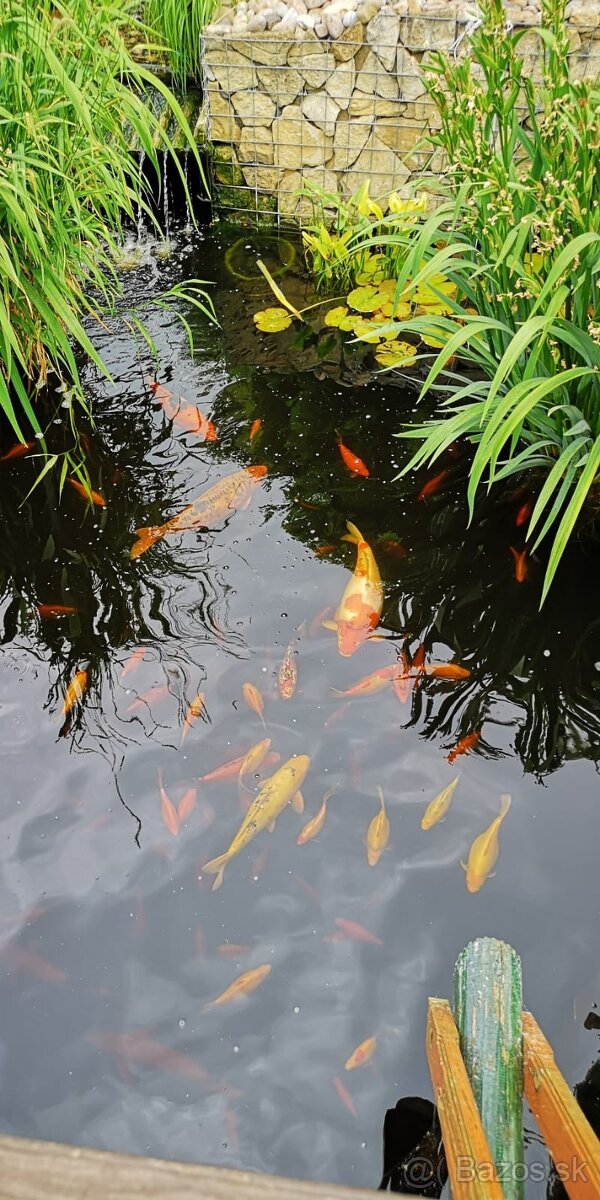 Koi kapor - ✅Koi kapre✅ - 10