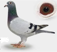 Poštové holuby - 10
