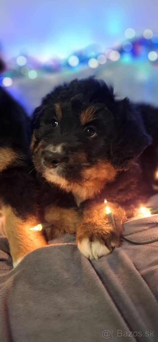 Bernský salašnícky pes / bernsky salasnicky pes - 10