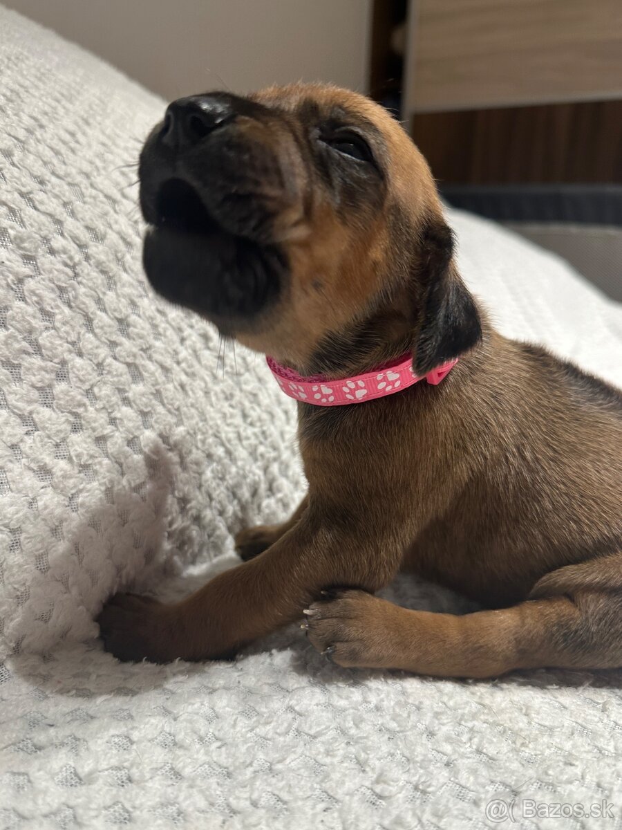 Rhodesian Ridgeback s preukazom pôvodu - 10