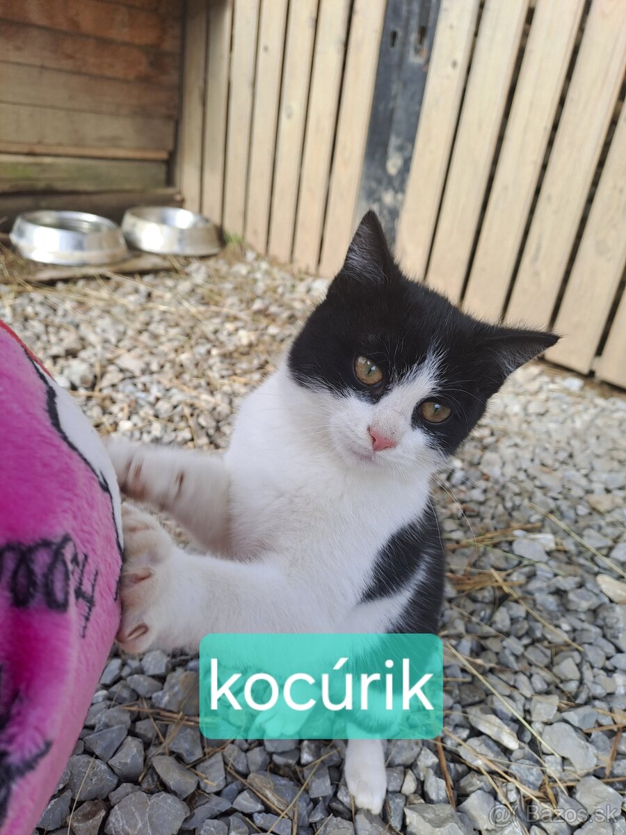 Darujem mačiatka - 10