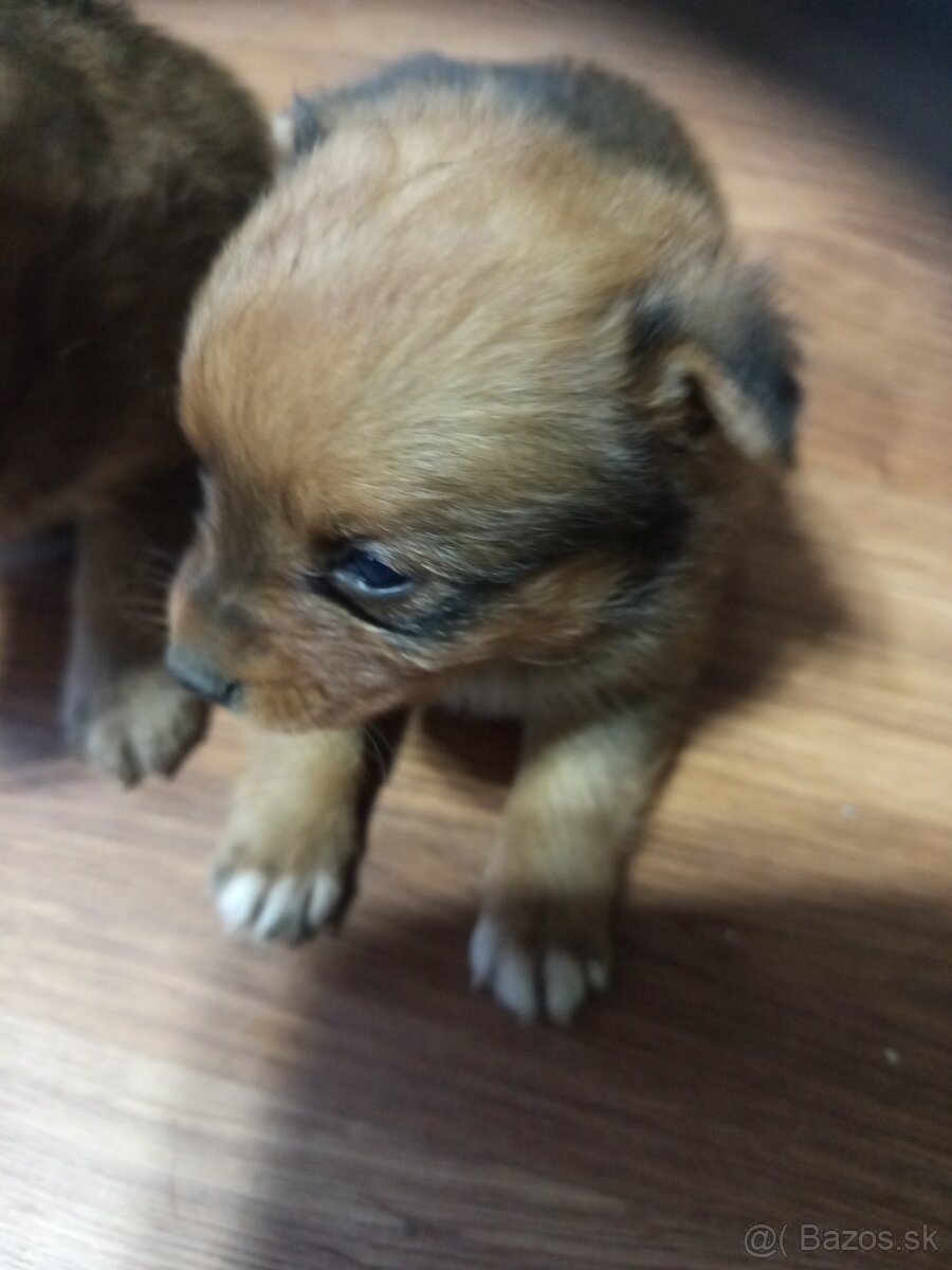 Predám 3 psoch - 10