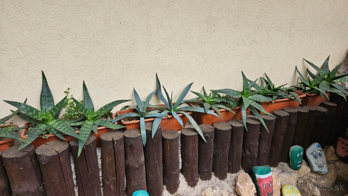 predám rastliny aloe vera - 10