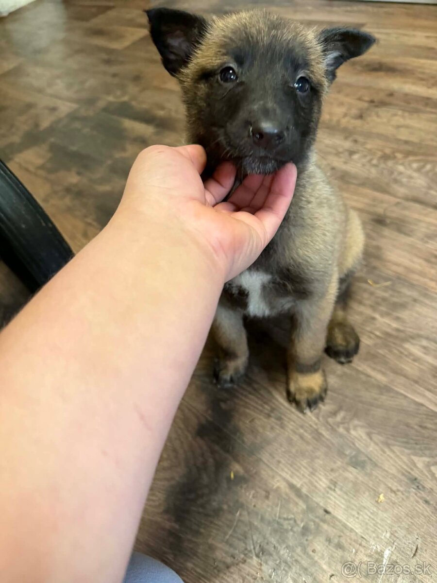 Belgický ovčiak bez PP - 10