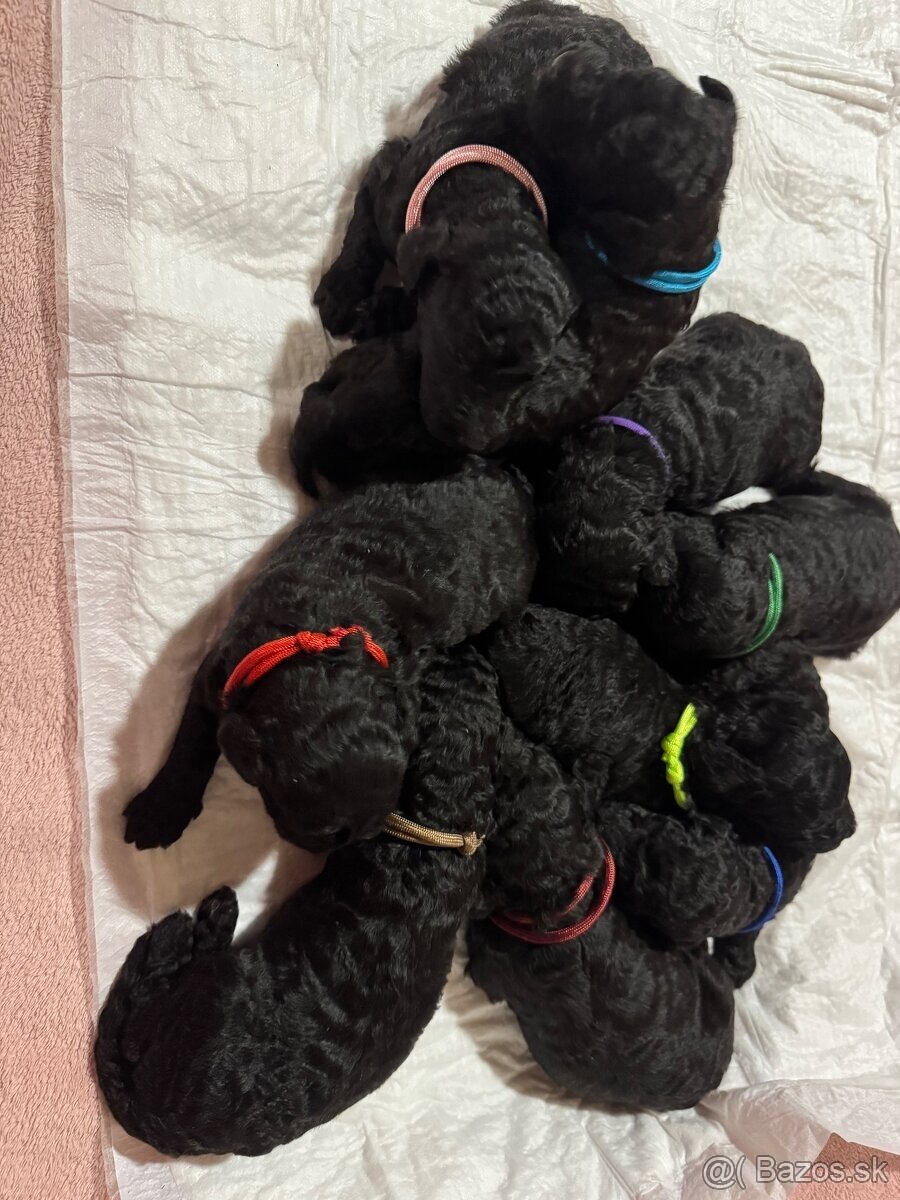 Pudel Kralovsky Velký Krytie - 10