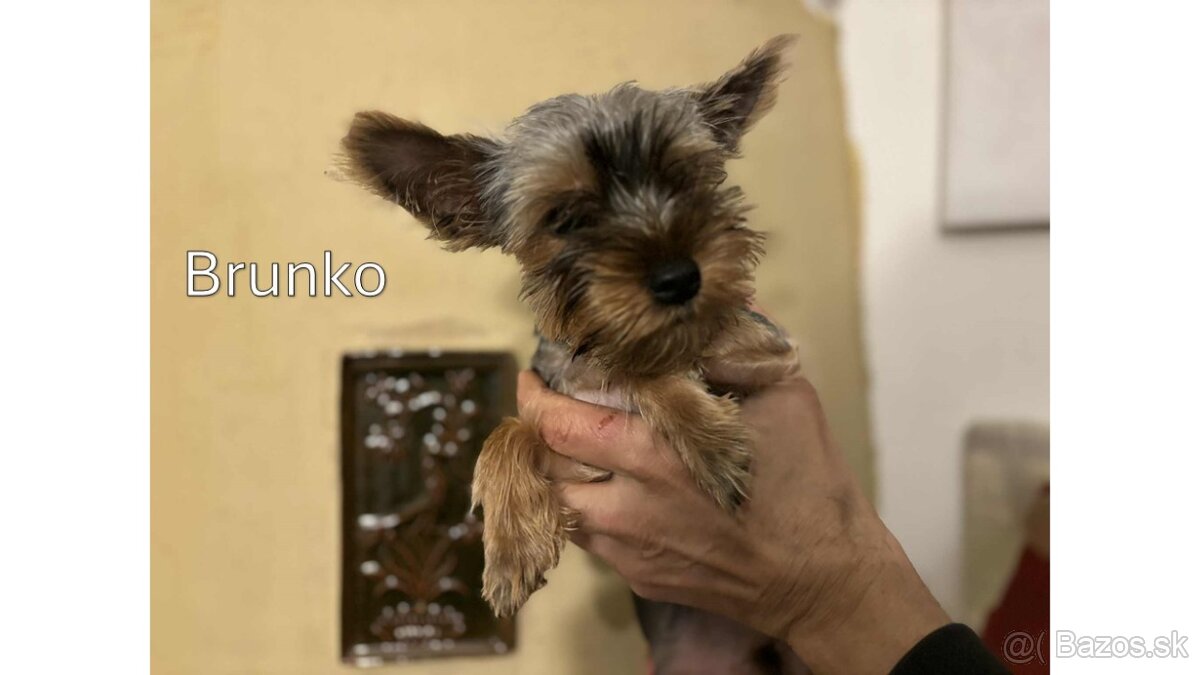 Baricsfarma ponúka na predaj yorkshirských teriérov - 10