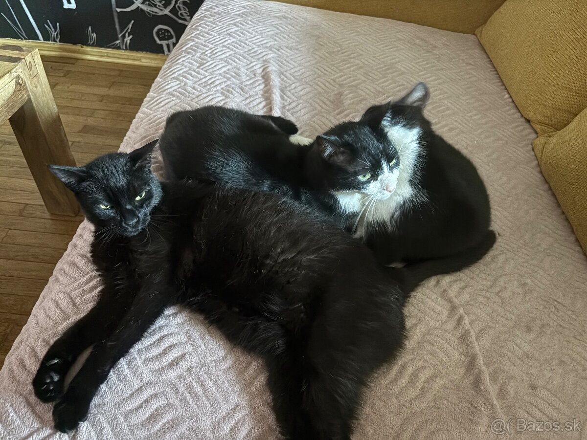 Úžasná Ditta hľadá domov - 10