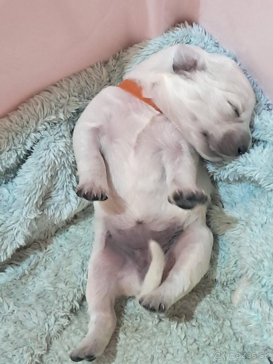 GOLDEN RETRIEVER - k rezervaci - 10