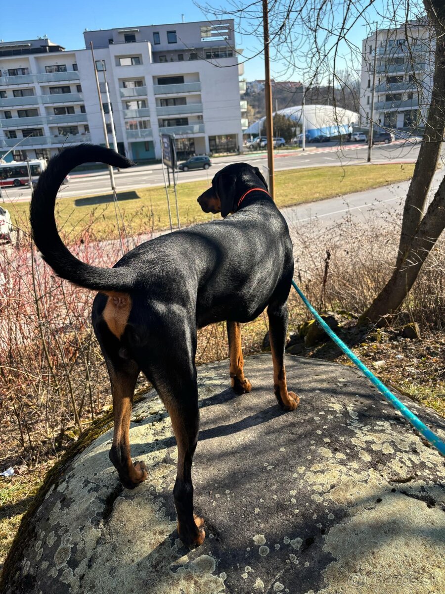 Dobermann na krytie - 10