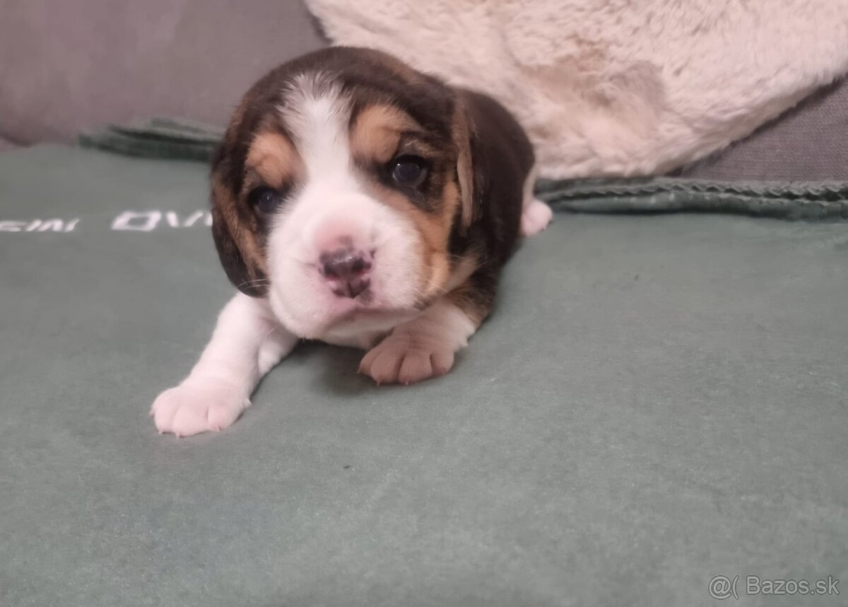 Šteniatka bígel, beagle - 10