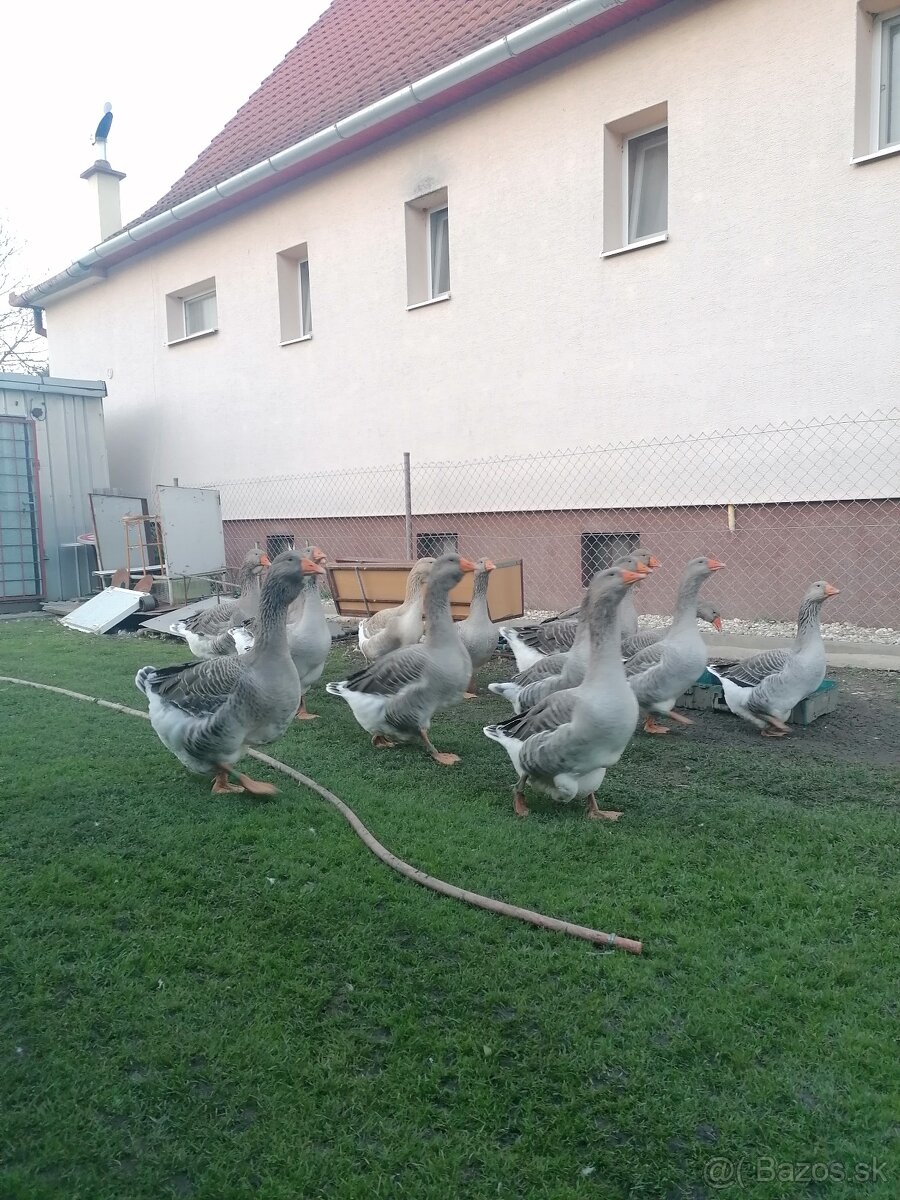 Husy landenske a tuluzske - 10