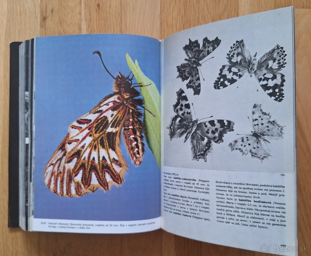 Velky obrazovy atlas hmyzu - 10