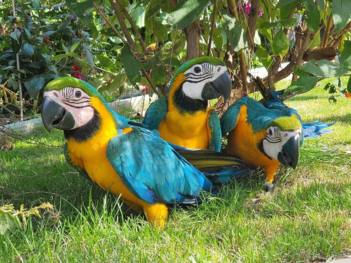 Predám Ara ararauna - 10