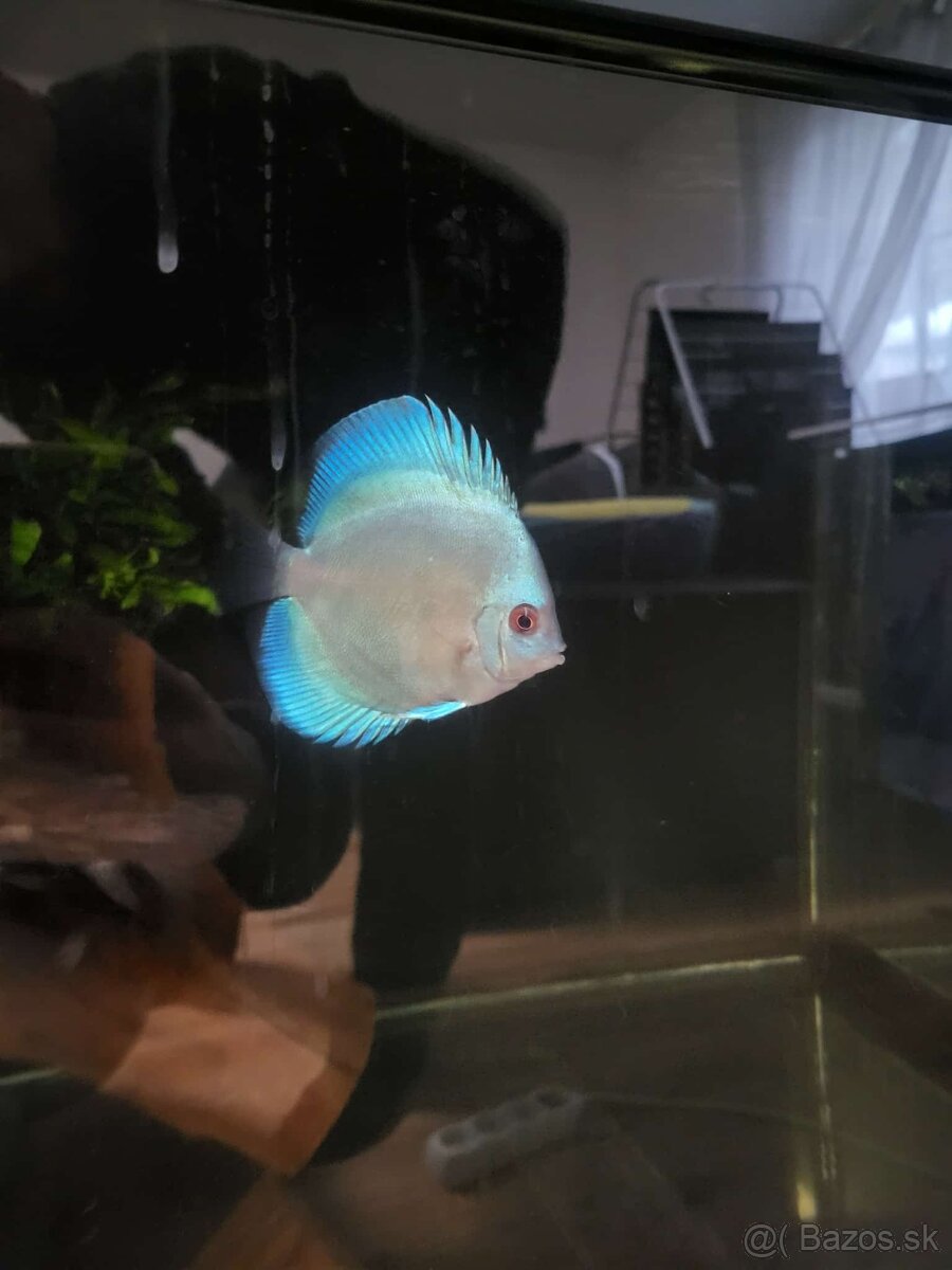 Tercovce,discusy - 10