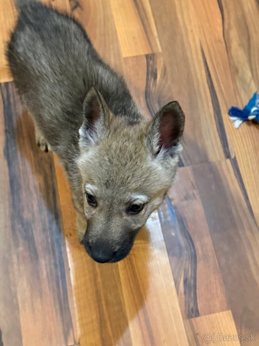 Československý vlčiak - 10