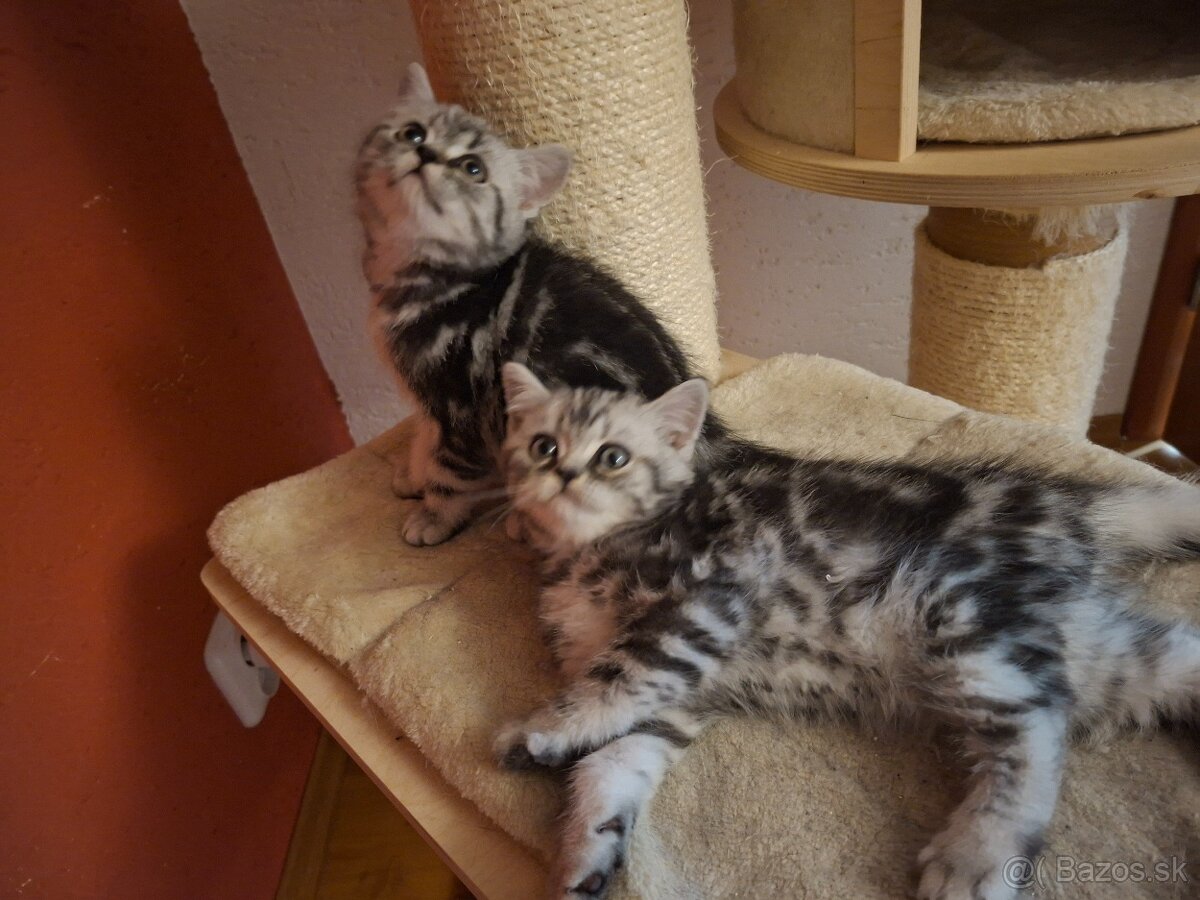 Britské whiskas mačiatka s PP - 10