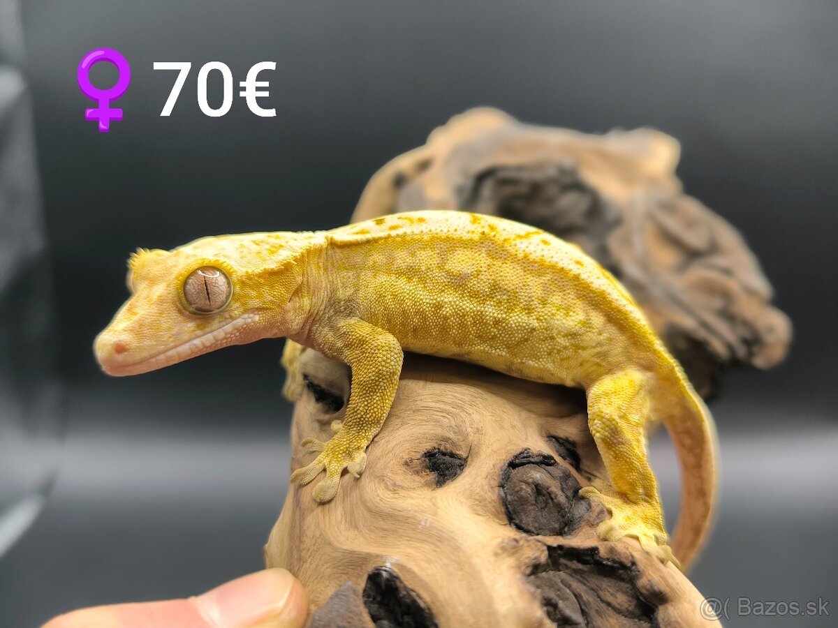 PAGEKON RIASNATY - 10