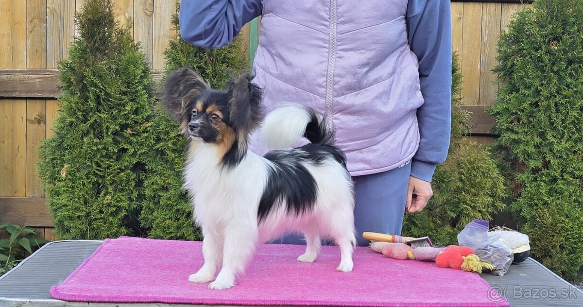 Papillon s rodokmeňom FCI - 10