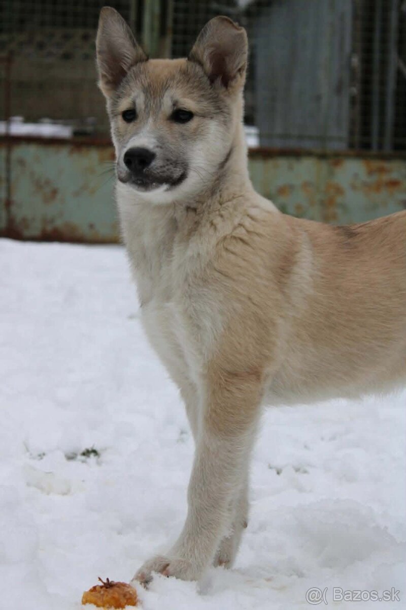 Západosibírska lajka - 10