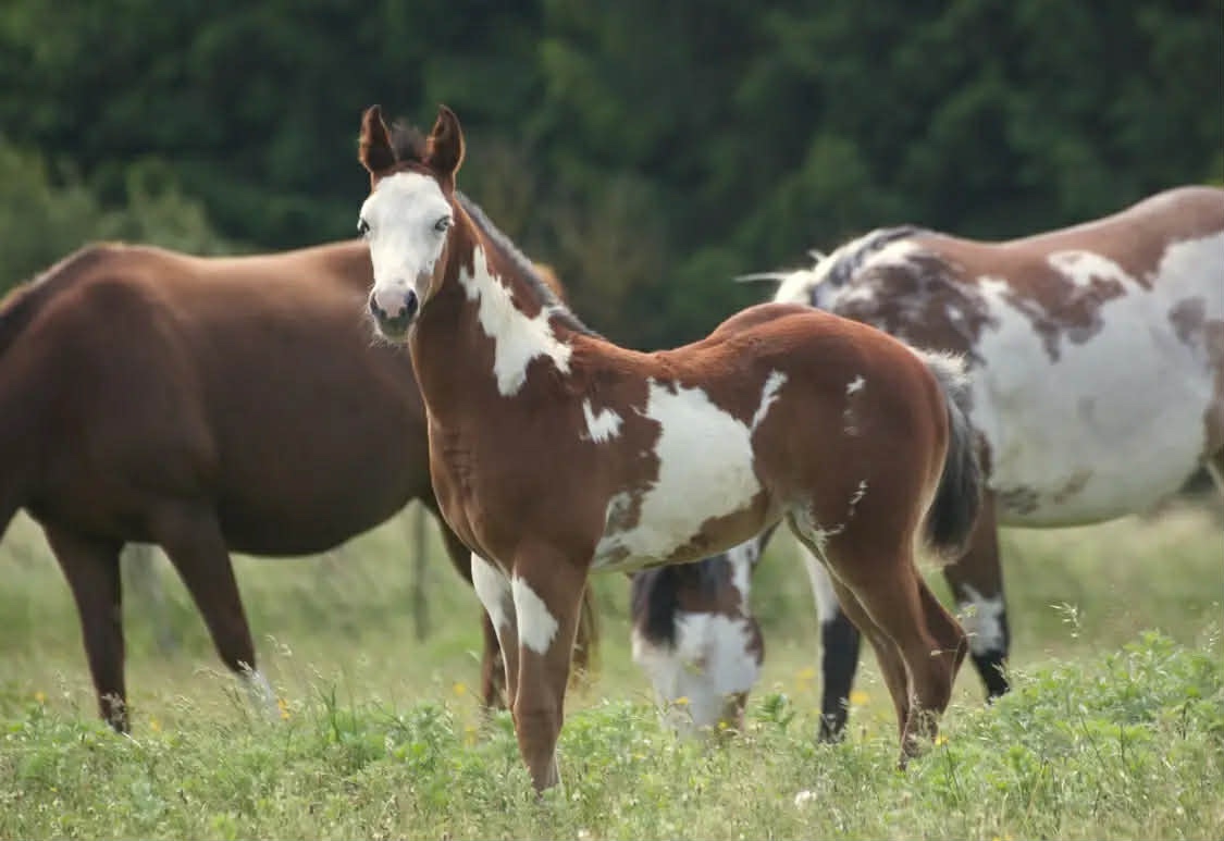 Pripúšťanie Paint Horse - 10