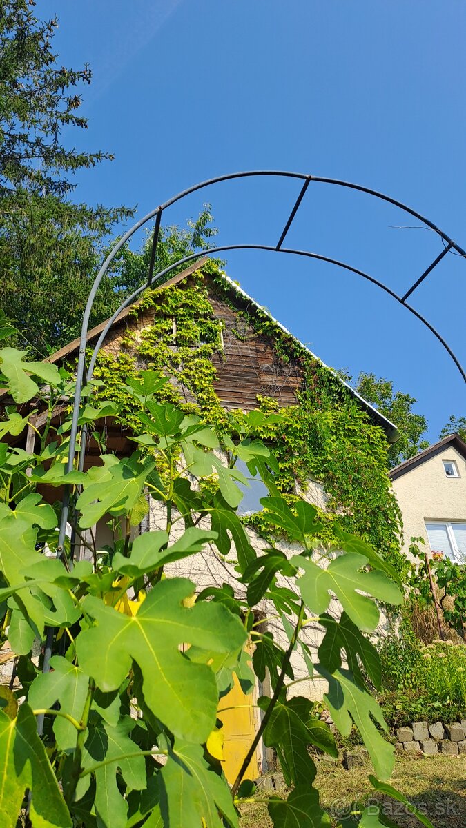 Záhrada s podpivničenou chatkou - 10