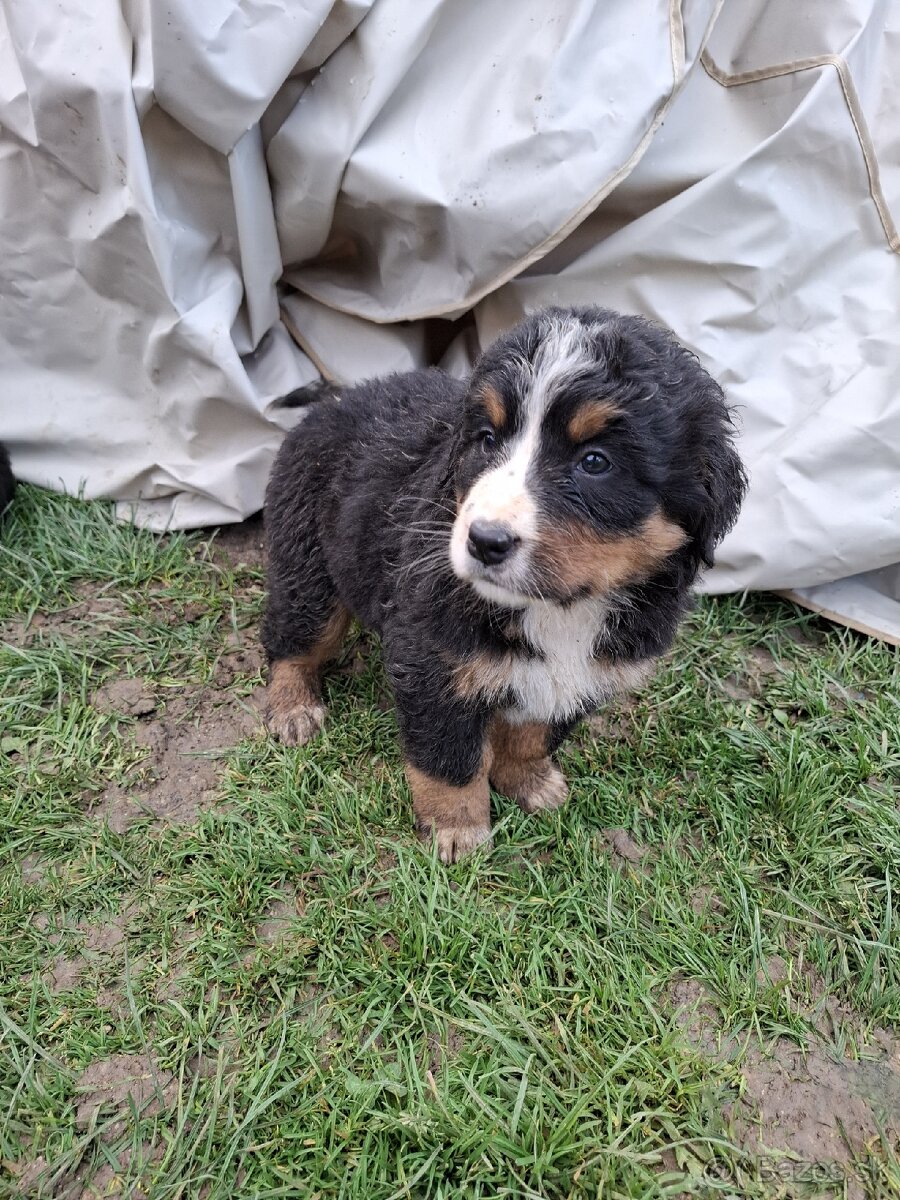 Bernský salašnícky pes- Šteniatka - 10