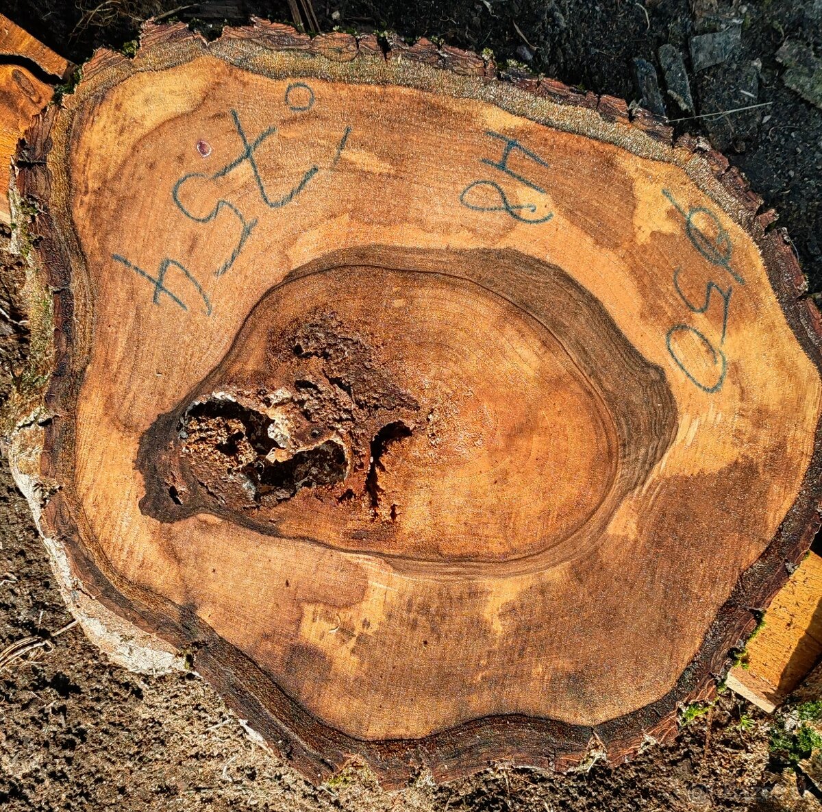 drevene koláče, priečne rezy - 10