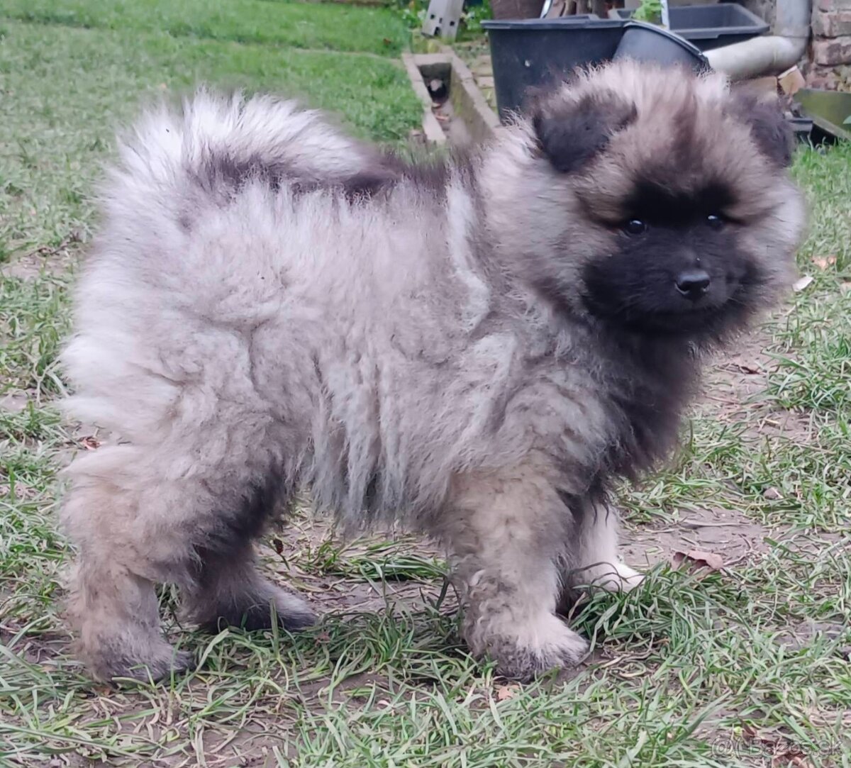 Německý špic vlčí / keeshond prodám štěňata s PP - 10