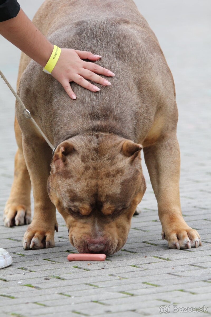American bully XL XXL - 10