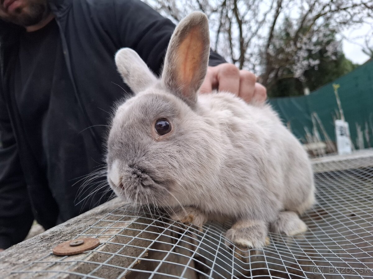 Predám mini zajačika - 10