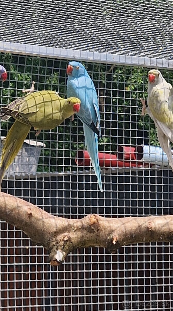 Alexander malý - 10