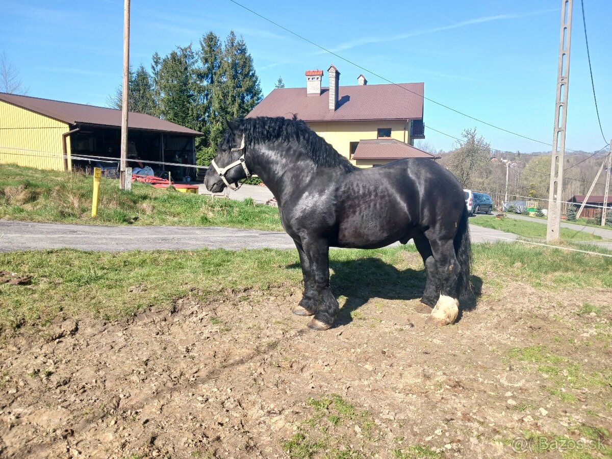 Ogiery zimnokrwiste - 10