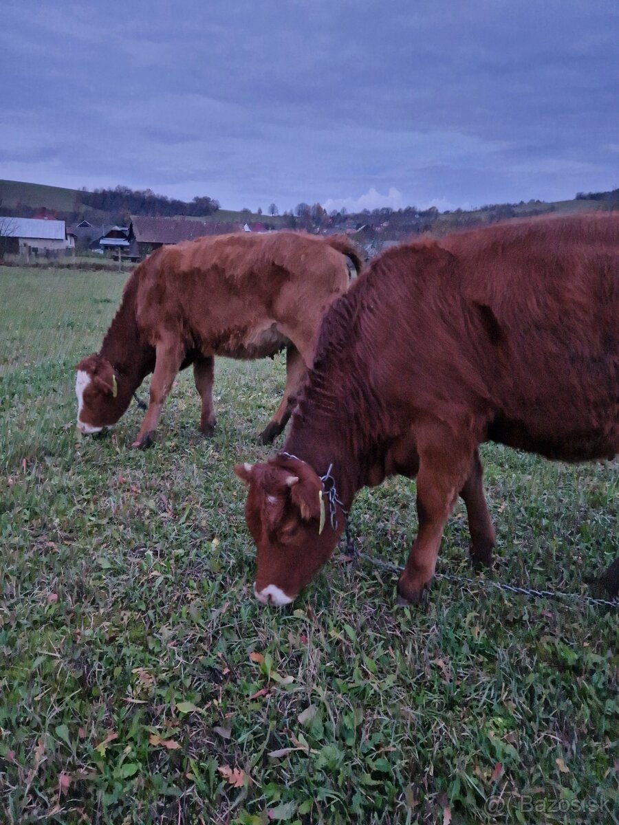 Predám jalovicku (jalovicu, teľa, býka, býčka ) za výhodnú - 10